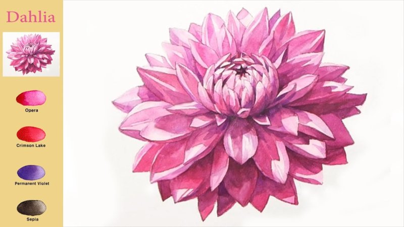 Георгины рисунок