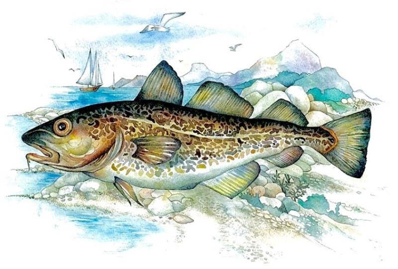 Рыба северных морей