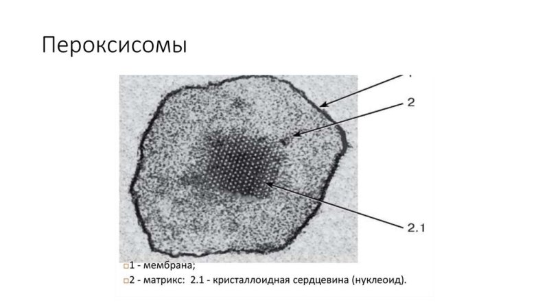 Пероксисомы строение рисунок