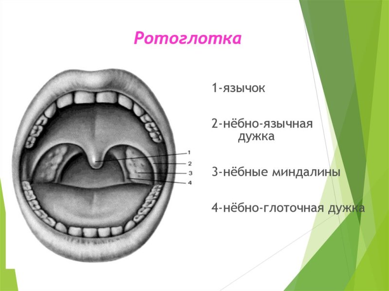 Небная миндалина анатомия ротовой полости