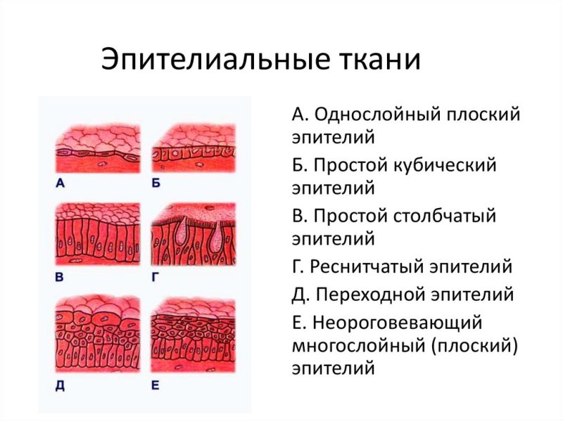 Эпителиальная ткань однослойный плоский