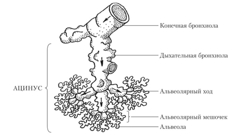 Ацинус легкого строение анатомия