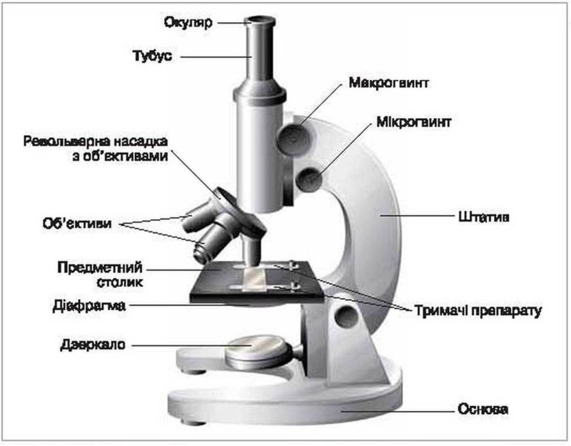Строение школьного микроскопа 5 класс биология