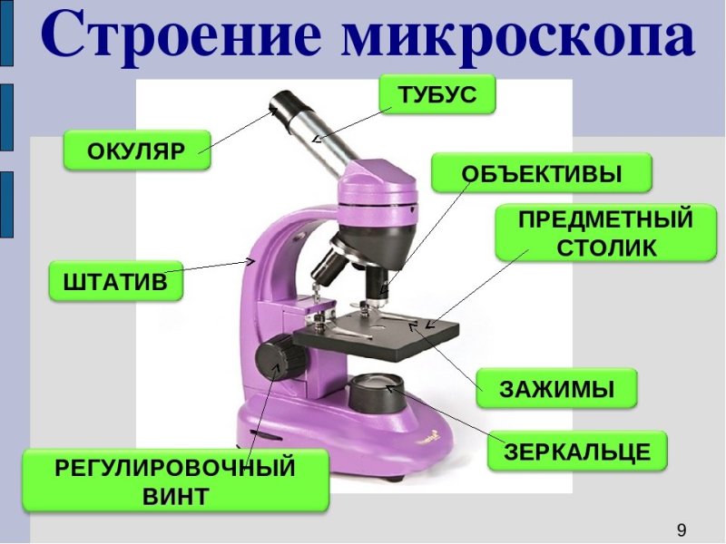 Световой микроскоп строение
