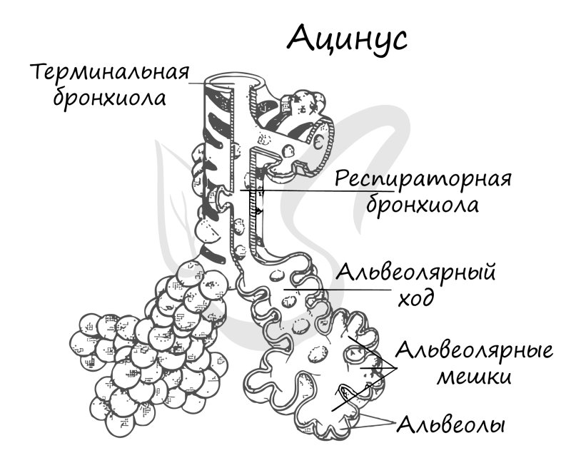 Структурно функциональная единица легкого ацинус