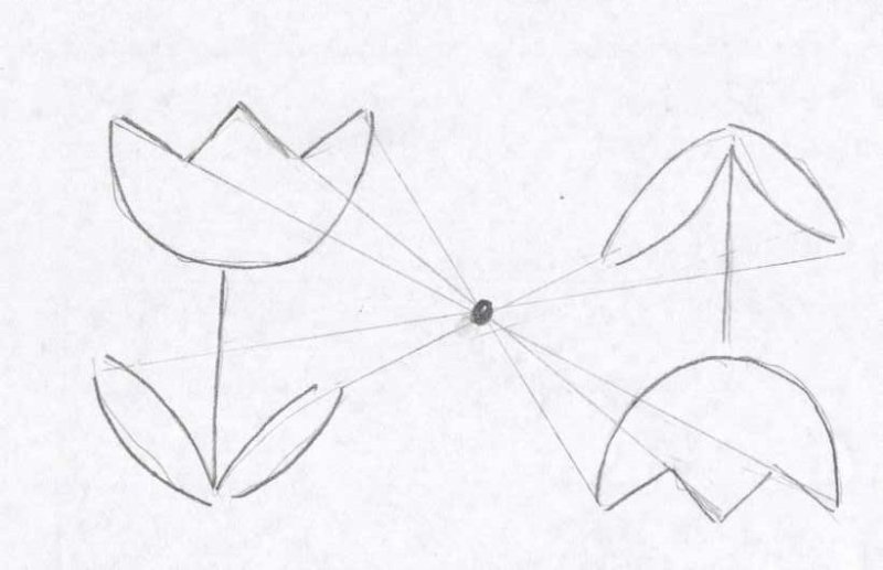 тюльпан карандашом для начинающих