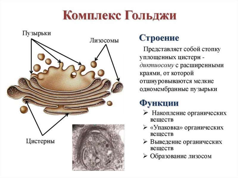 Пластинчатый комплекс Гольджи строение и функции