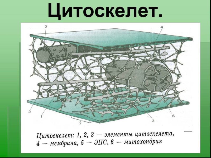 Строение цитоскелета рисунок