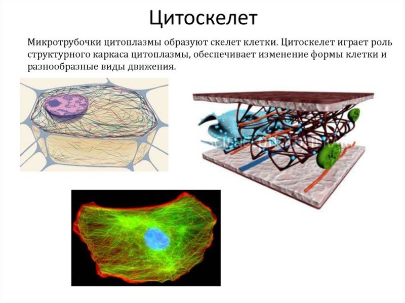 Цитоскелет строение рисунок легкий