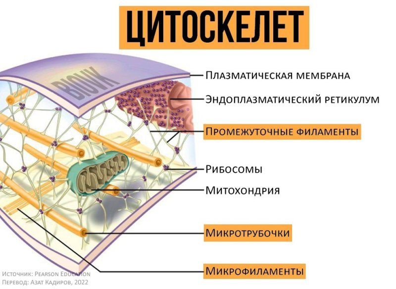 Характеристика структур цитоскелета