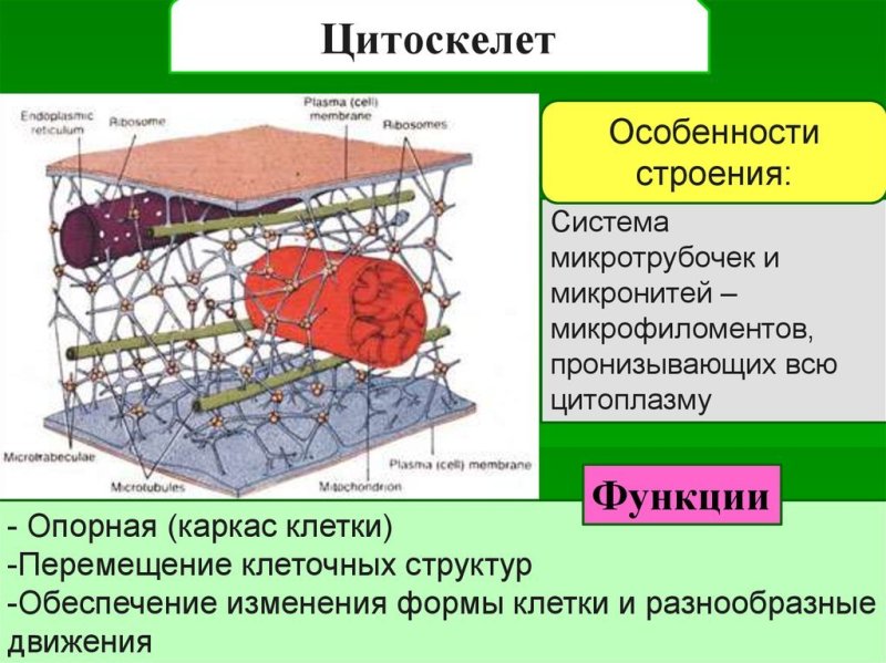 Цитоскелет микрофиламенты