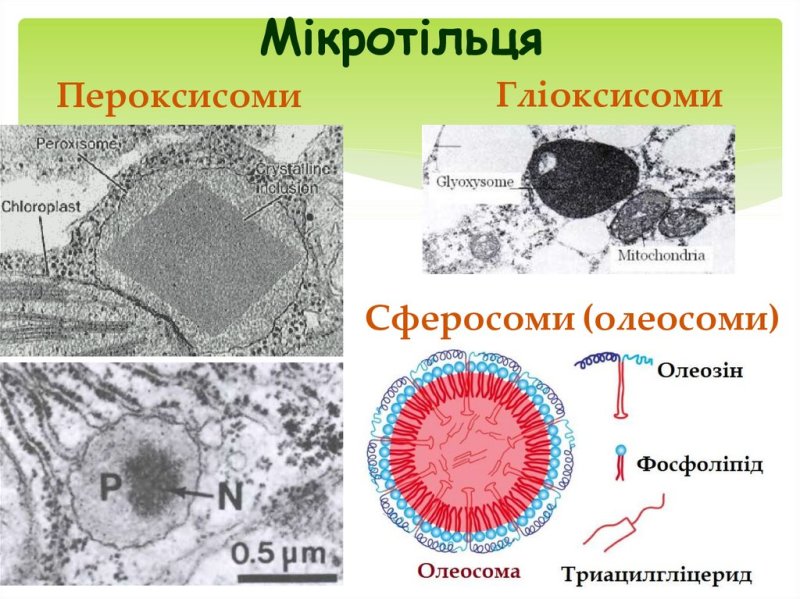 Сферосомы строение и функции