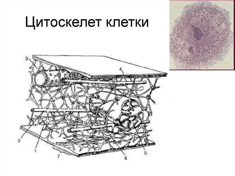 Цитоскелет клетки органоид