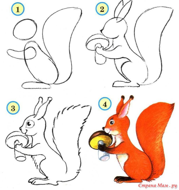 Рисование белки