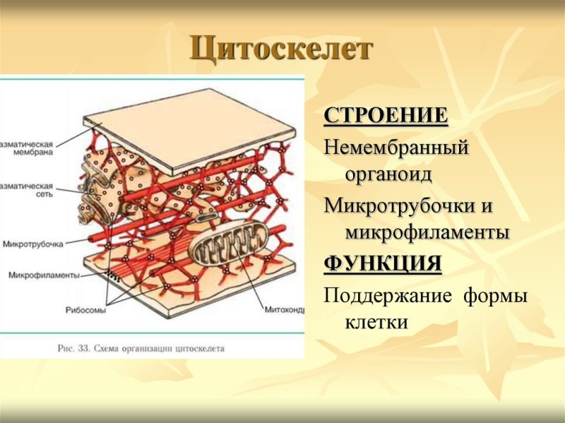 Клеточные органеллы составляющие цитоскелет