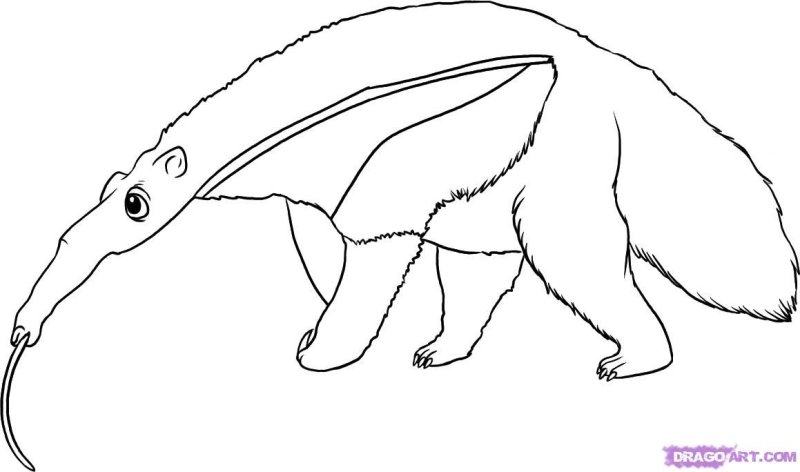 Муравьед рисунок