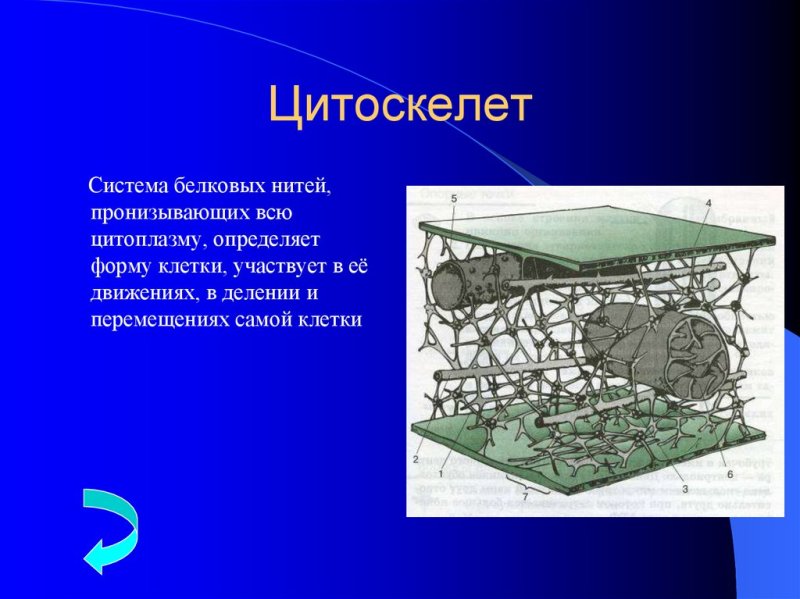 Цитоскелет его строение и функции