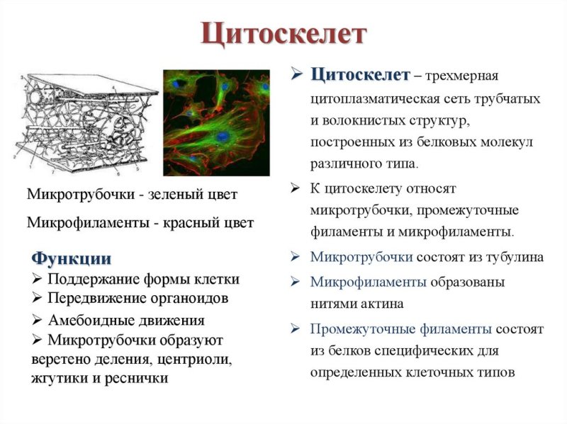 Цитоскелет микрофиламенты