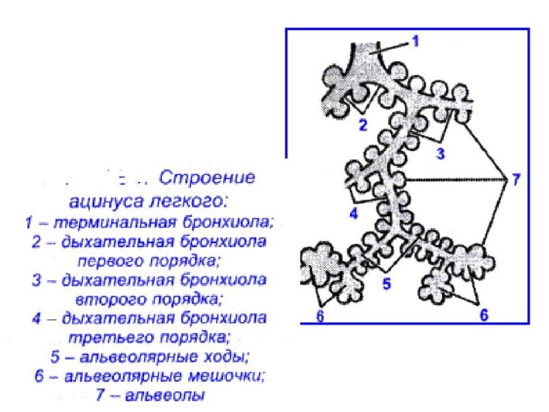 Схема строения легочного ацинуса