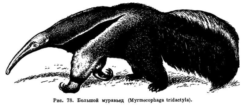Муравьеды (Myrmecophagidae)