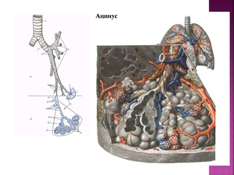 Концевая бронхиола
