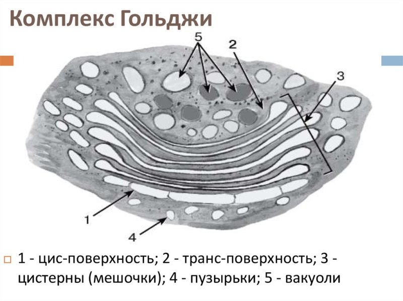Аппарат Гольджи канальцы