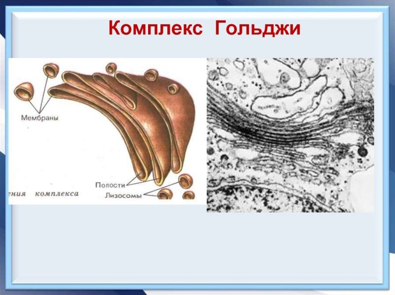 Комплекс Гольджи эукариотической клетки