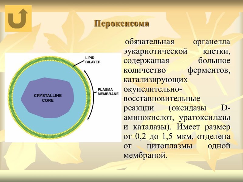 Строение и функции пероксисом