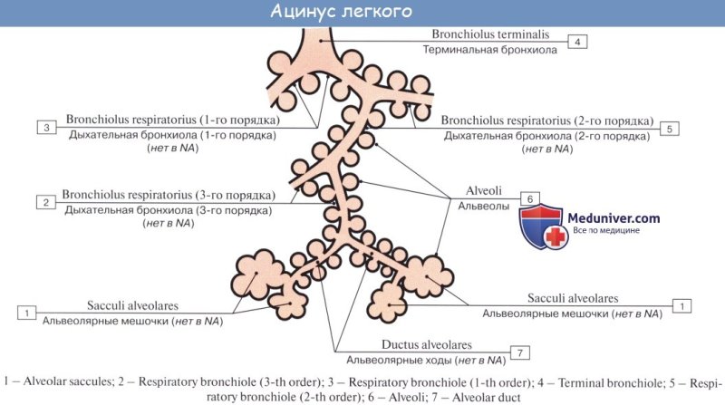 Схема строения ацинуса легкого