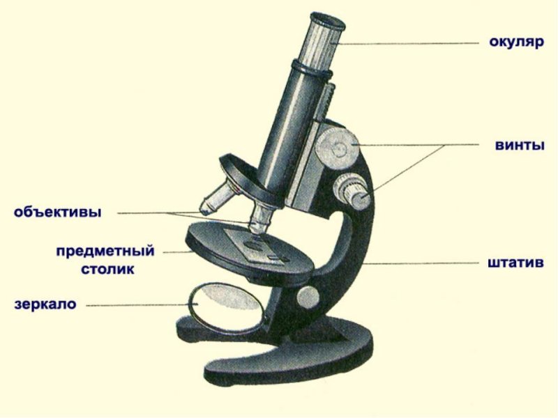 Оптический микроскоп строение