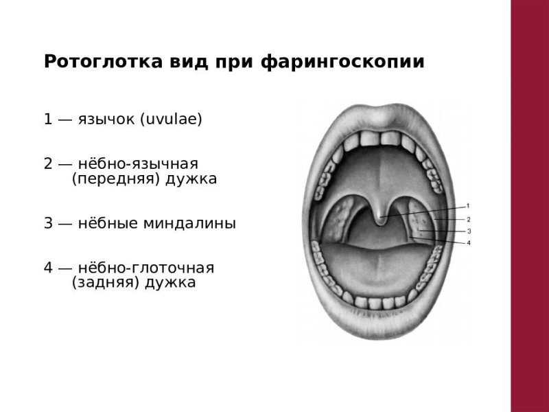 Небно глоточная язычная миндалины