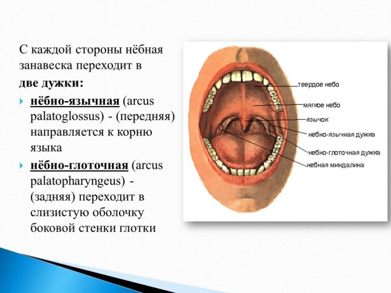 Небная занавеска анатомия человека