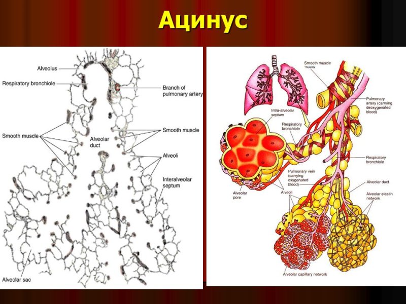 Схема строения легочного ацинуса