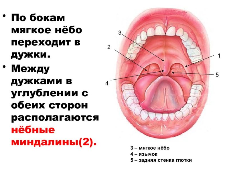 Передняя дужка миндалины