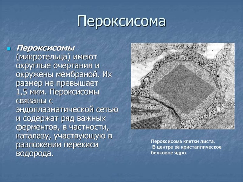 Электронограмма пероксисомы
