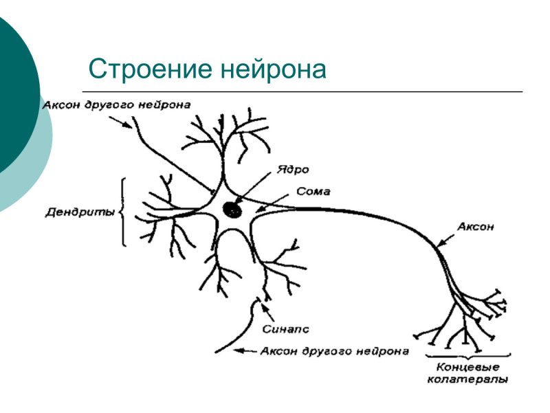 Схема строения нейрона рисунок