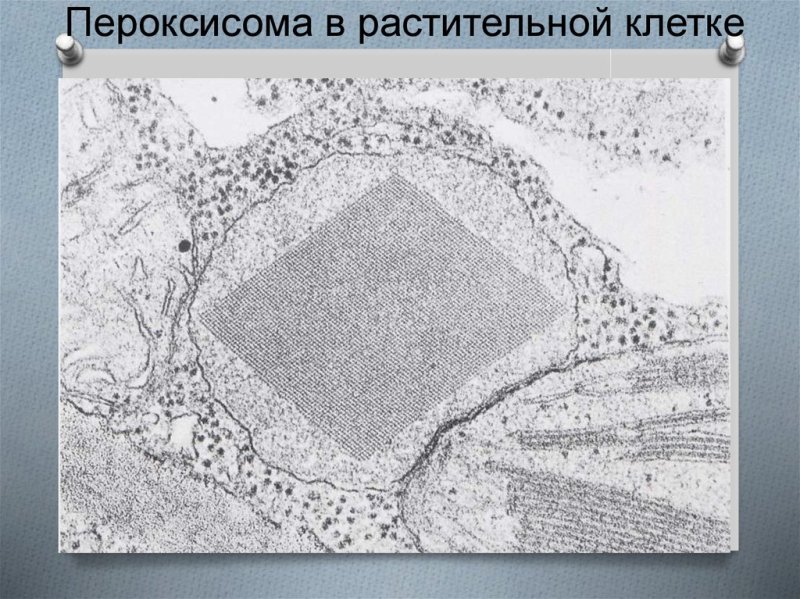 Пероксисома строение