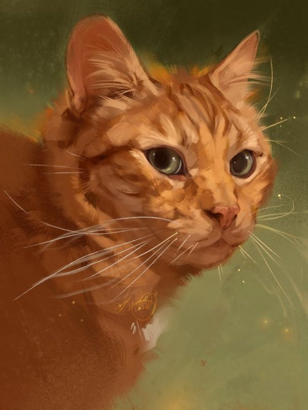 Рыжий кот