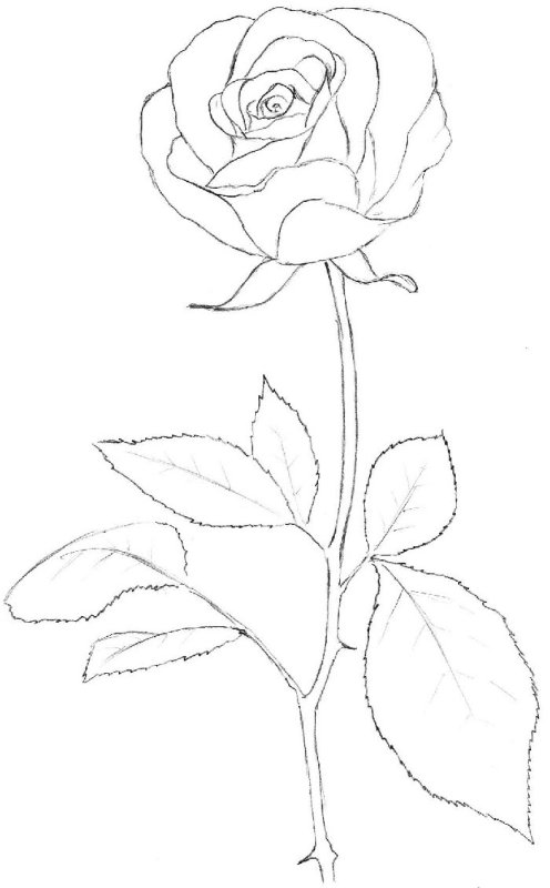 Три розы рисунок карандашом