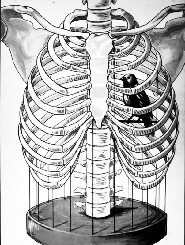 Грудная клетка рисунок