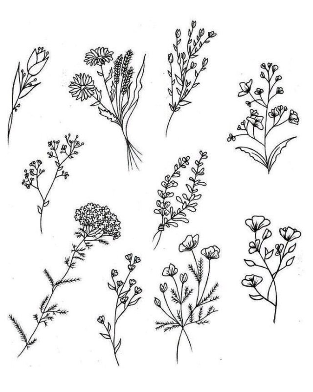 Мятлик сухоцвет