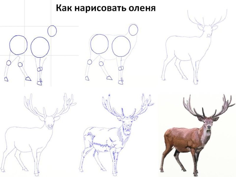 Поэтапное рисование оленя