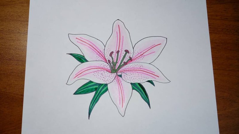 Цветок лилии рисунок