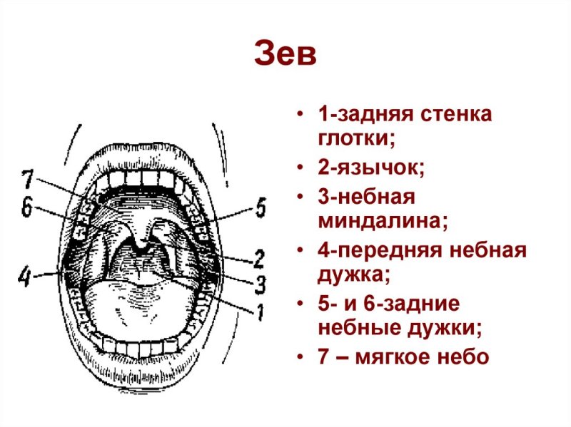 Анатомия зева строение небных миндалин