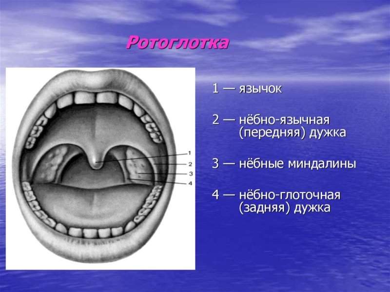 Небно язычная дужка небно глоточная дужка