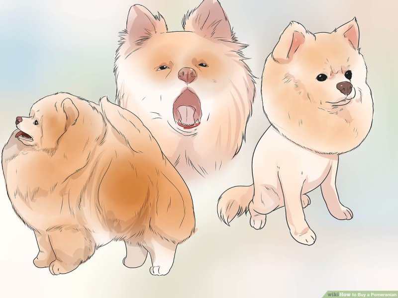 Аниме шпиц