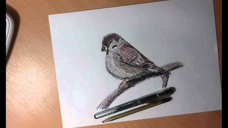 Воробей фломастером
