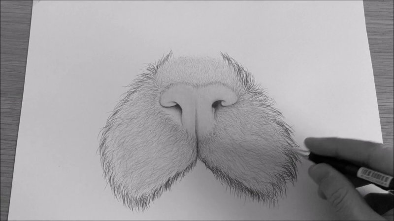 Носик кошачий карандашом
