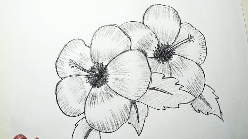 Рисунки цветов для срисовки