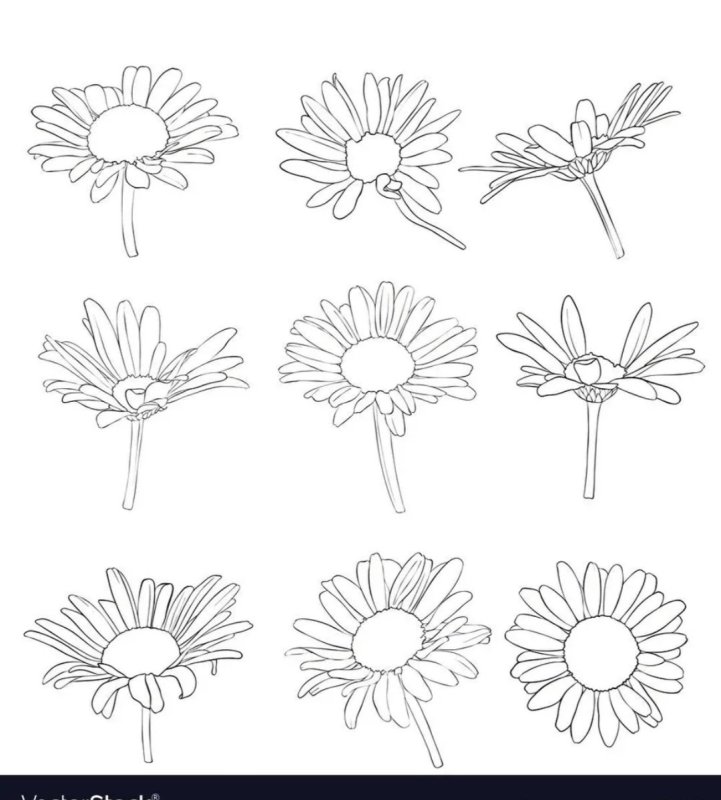 ромашка карандашом